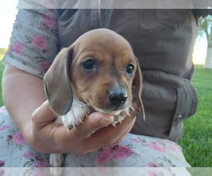 Dachshund Litter for sale in GREENWOOD, WI, USA