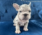 Small Photo #9 French Bulldog Puppy For Sale in WINTER PARK, FL, USA