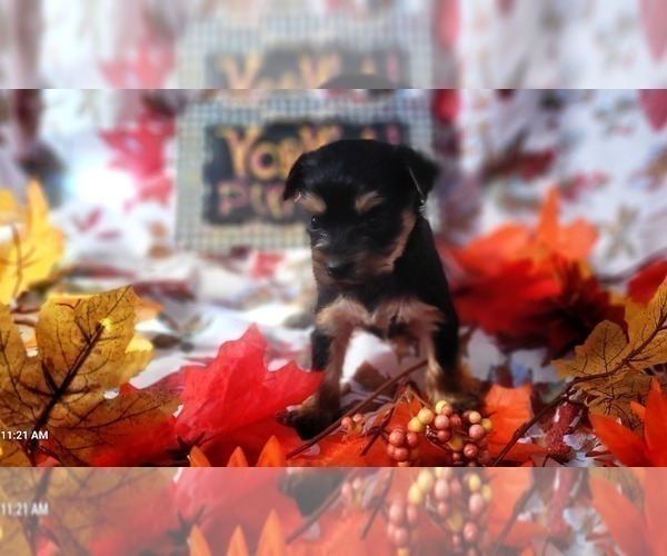 Medium Photo #105 Yorkshire Terrier Puppy For Sale in AKRON, OH, USA