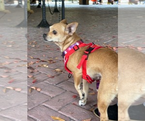 Chiquita - Female Chihuahua-Unknown Mix Dog for Adoption - Photo #4