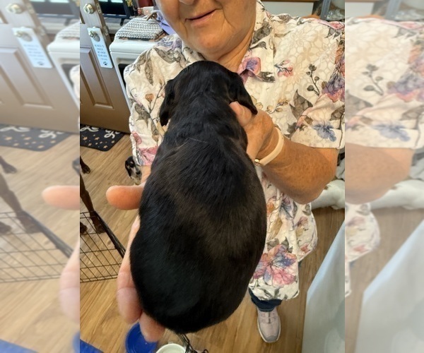 Medium Photo #5 Dachshund Puppy For Sale in ASHLAND, NE, USA