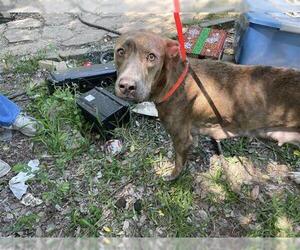 American Pit Bull Terrier-Unknown Mix Dogs for adoption in Houston, TX, USA