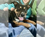 Small #45 Rottweiler Mix
