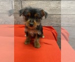 Small Photo #5 Yorkshire Terrier Puppy For Sale in RICHMOND, IL, USA