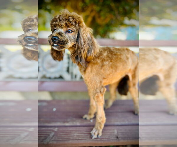Medium Photo #3 ShihPoo Puppy For Sale in Pacolet, SC, USA