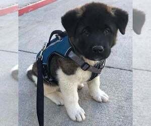 Akita Puppy for sale in HAWTHORNE, CA, USA