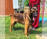 Small #2 German Shepherd Dog Mix