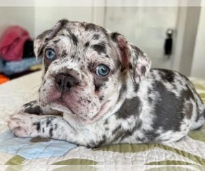 French Bulldog Puppy for sale in FAIR LAWN, NJ, USA