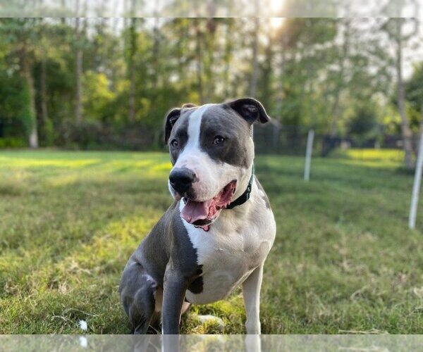 Medium Photo #19 American Pit Bull Terrier-Great Dane Mix Puppy For Sale in Bullard, TX, USA