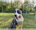 Small #18 American Pit Bull Terrier-Great Dane Mix