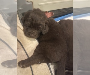 Newfoundland Puppy for sale in MARTINSBURG, WV, USA
