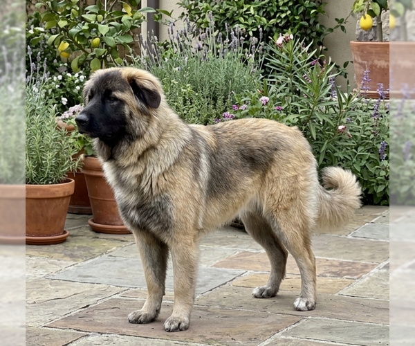 Medium Photo #3 Mutt Puppy For Sale in Genesee, WI, USA