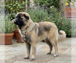 Small #2 Mutt