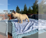 Small #2 French Bulldog