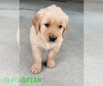 Puppy GREEN Golden Retriever