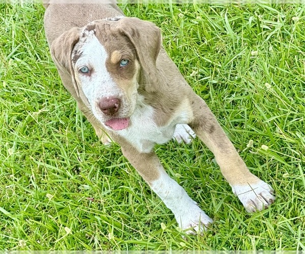 Medium Photo #7 Catahoula Leopard Dog Puppy For Sale in COPE, SC, USA