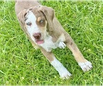 Small #6 Catahoula Leopard Dog