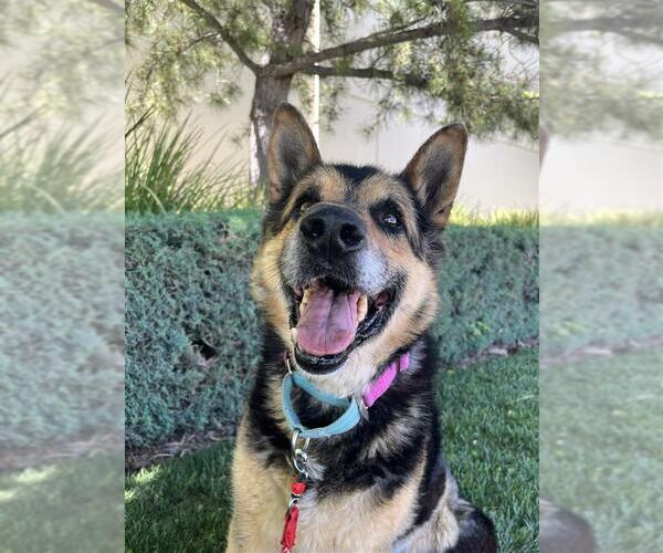 Medium Photo #2 German Shepherd Dog-Unknown Mix Puppy For Sale in Elk Grove, CA, USA