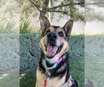 Small #1 German Shepherd Dog Mix