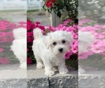 Small #7 Coton de Tulear