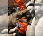 Small #4 Labrador Retriever Mix