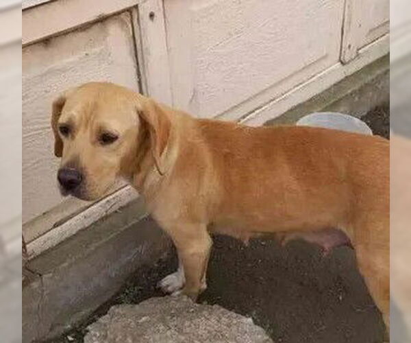 Medium Photo #2 Labrador Retriever Puppy For Sale in San Diego, CA, USA