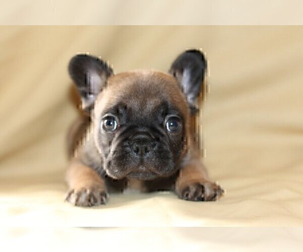 Medium Photo #3 French Bulldog Puppy For Sale in WINDERMERE, FL, USA