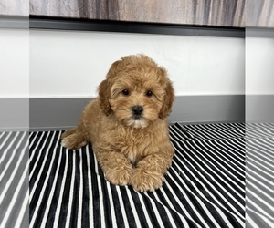 Goldendoodle (Miniature) Puppy for sale in FRANKLIN, IN, USA