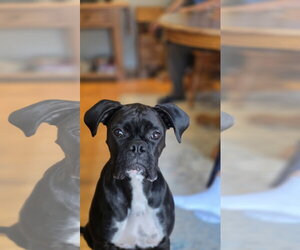 Luna *In a Foster-to-Adopt Home * - Female Boxer Dog for Adoption