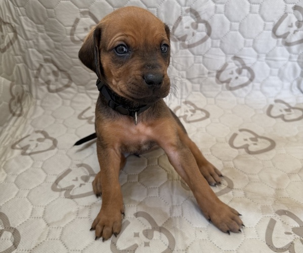Medium Photo #3 Labrador Retriever-Rhodesian Ridgeback Mix Puppy For Sale in FRESNO, CA, USA