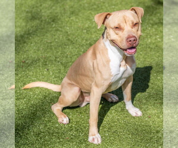 Medium Photo #3 Mutt Puppy For Sale in Hilton Head, SC, USA