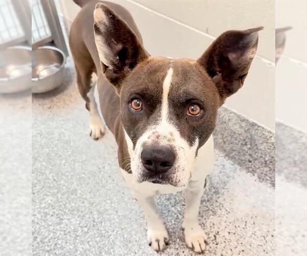 Medium Photo #2 German Shepherd Dog-Unknown Mix Puppy For Sale in Houston, TX, USA