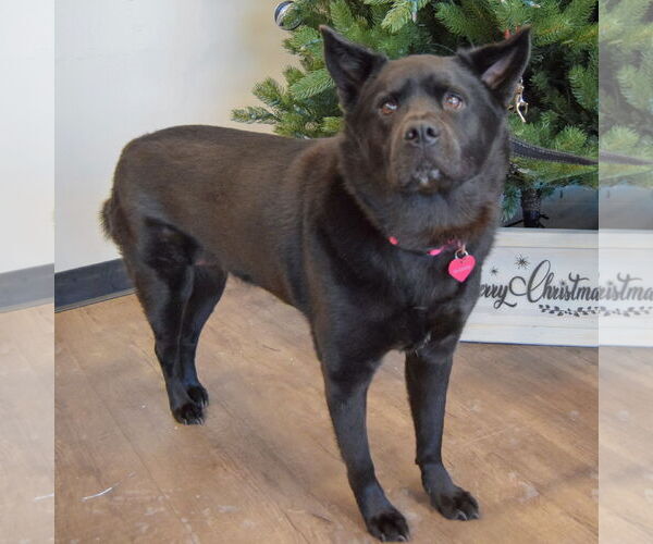 Medium Photo #3 German Shepherd Dog-Unknown Mix Puppy For Sale in Huntley, IL, USA