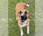 Small #1 American Pit Bull Terrier Mix