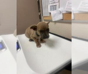 American Pit Bull Terrier-Unknown Mix Dogs for adoption in Conroe, TX, USA