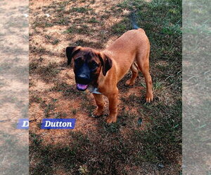 Yellowstone litter - Male Mutt Dog for Adoption - Photo #2
