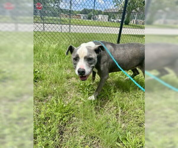 Medium Photo #2 American Pit Bull Terrier Puppy For Sale in Glen Allen, VA, USA