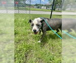 Small #1 American Pit Bull Terrier