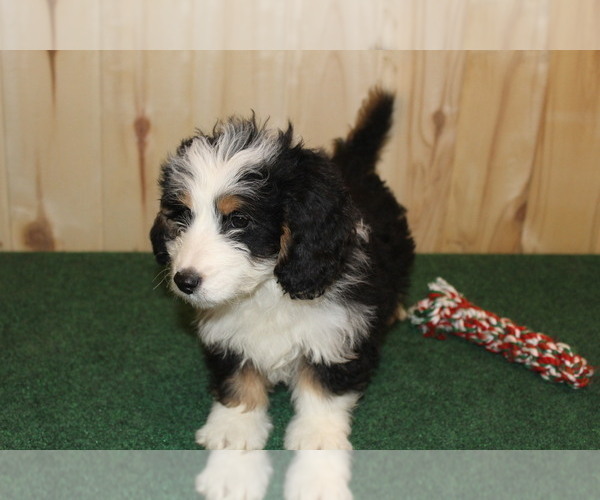 Medium Photo #6 Miniature Bernedoodle Puppy For Sale in HORN CREEK, CO, USA