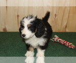 Small Photo #6 Miniature Bernedoodle Puppy For Sale in HORN CREEK, CO, USA