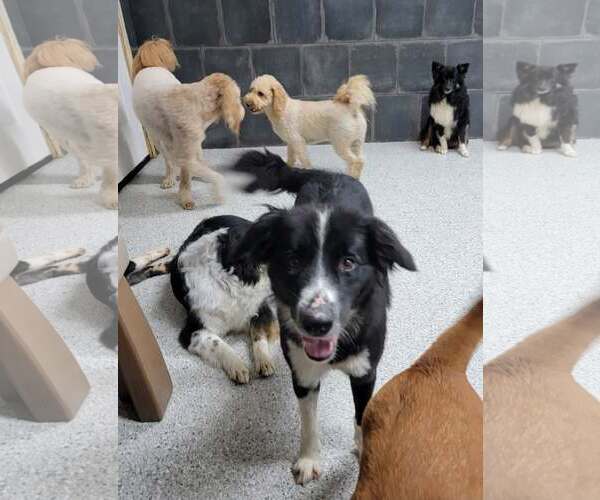 Medium Photo #5 Border Collie Puppy For Sale in Highland, IL, USA