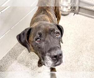 Boxer-Unknown Mix Dogs for adoption in Houston, TX, USA