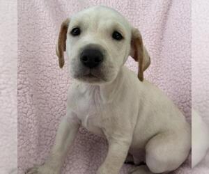 Colonial Cocker Spaniel-Unknown Mix Dogs for adoption in San Diego, CA, USA
