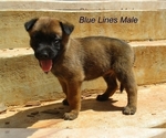 Puppy Blue Lines Belgian Malinois