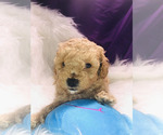 Small Photo #34 Poodle (Toy) Puppy For Sale in CARTHAGE, MO, USA