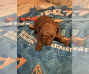 Poodle (Toy) Puppy for sale in DULUTH, GA, USA