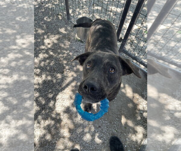 Medium Photo #4 Labrador Retriever-Unknown Mix Puppy For Sale in Bolivar, MO, USA
