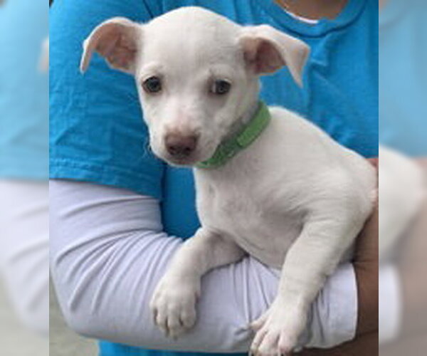 Medium Photo #1 Mutt Puppy For Sale in Salinas, CA, USA