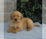 Small Photo #6 Golden Retriever Puppy For Sale in NARVON, PA, USA