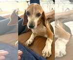 Small #1 Beagle